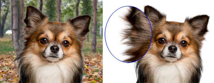 Fur removal service in Photoshop